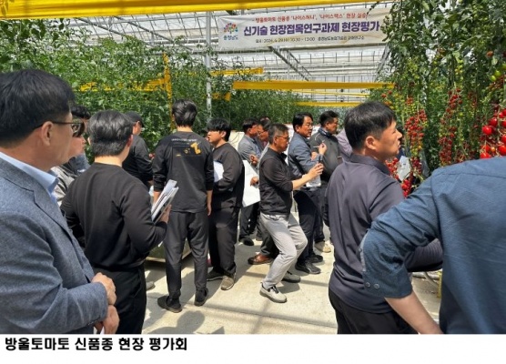 충남 농업기술원, 방울토마토 신품종 ‘나이스허니·나이스맥스’ 현장 평가…다수성·바이러스 저항성 입증