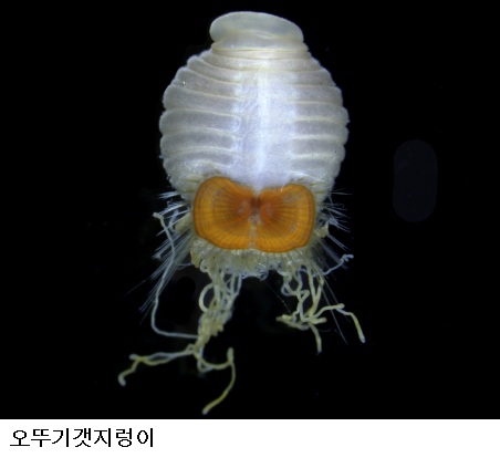 국립수산과학원, 갯지렁이 20년 연구자료 공개…양식장 오염 진단에 활용