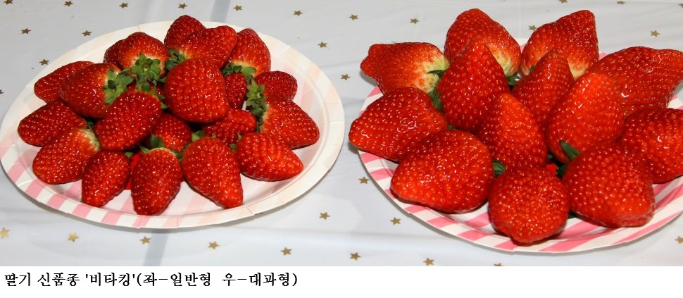 [한국농어민뉴스] 프리미엄 딸기 신품종‘비타킹’ 홍보