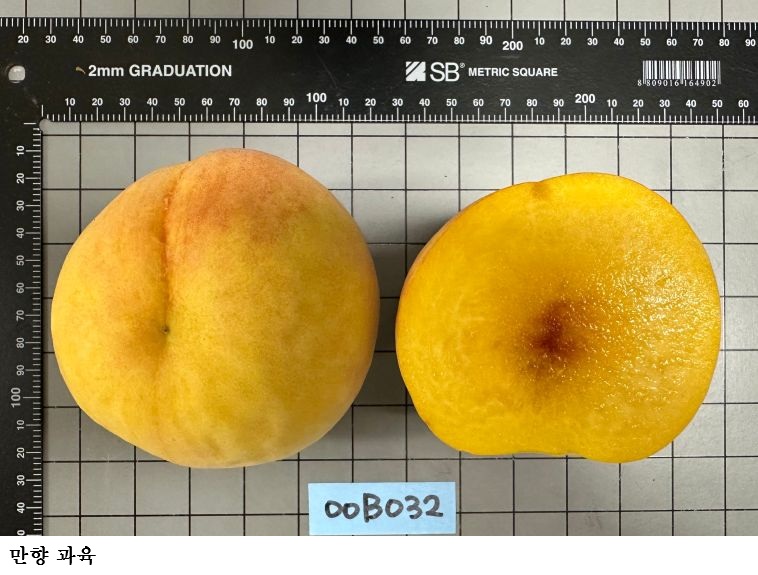 경북농업기술원, 복숭아 2가지 신품종 품종보호출원