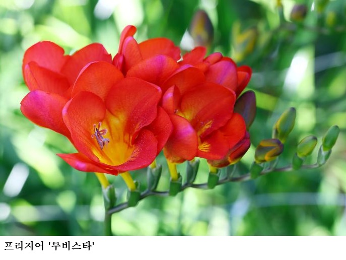 [한국농어민뉴스] 국산 프리지어 한자리에” 시장 경쟁력 검증