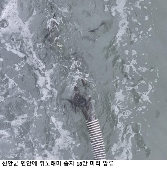 신안군 쥐노래미 18만 마리 방류…수산자원 회복·어가소득 증대 기대