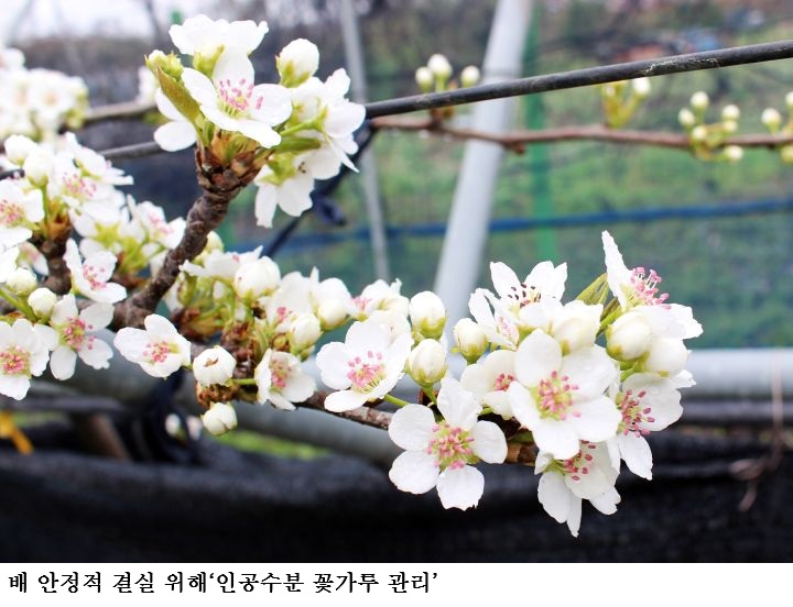 “배 농사 좌우하는 개화기”…인공수분·꽃가루 관리 ‘필수’