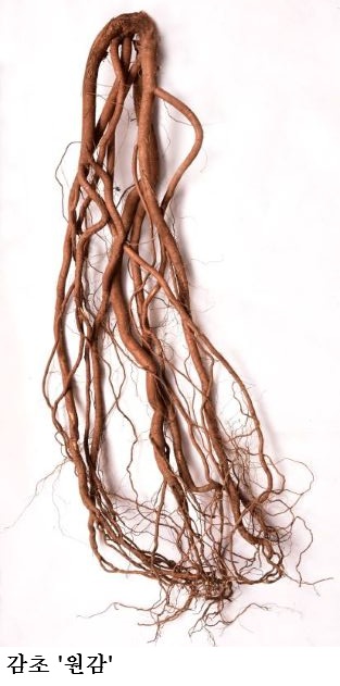 [한국농어민뉴스] 약용작물 종자 신청 시작, 기관별 공급 시기·가격 확인하세요