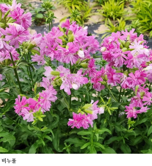 국립종자원, 품종보호 작물별 특성조사기준 국제적 조화 강화