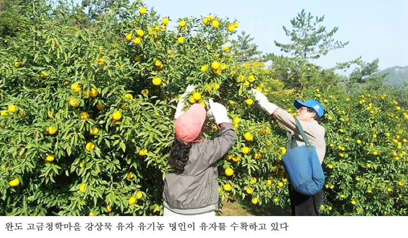 완도 고금면 200억 유자 가공공장, 연간 3천 톤 원료 확보가 성패 가른다