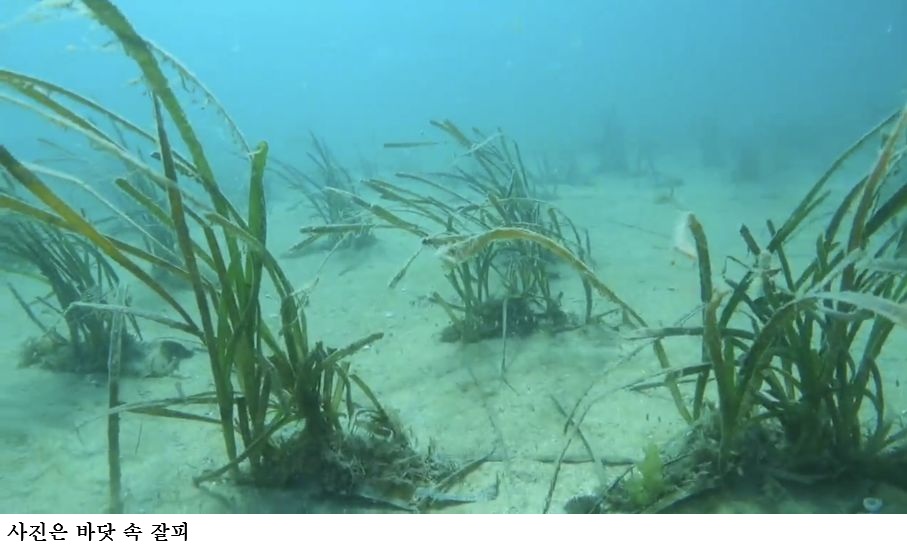 [한국농어민뉴스] 완도군, 기후변화 대응 ‘블루카본 잘피 숲’ 조성