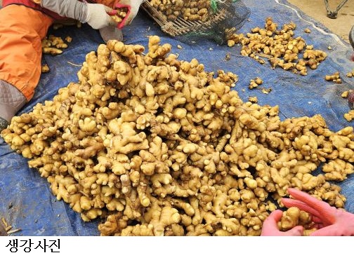 생강 파종 시기 본격화…씨생강 관리 따라 수확량 ‘격차’