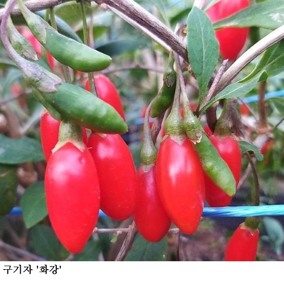 [한국농어민뉴스] 약용작물 종자 신청 시작, 기관별 공급 시기·가격 확인하세요