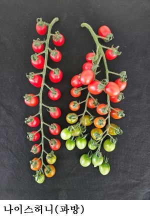 [한국농어민뉴스] 대추형 방울토마토 ‘나이스허니·나이스맥스’ 출원