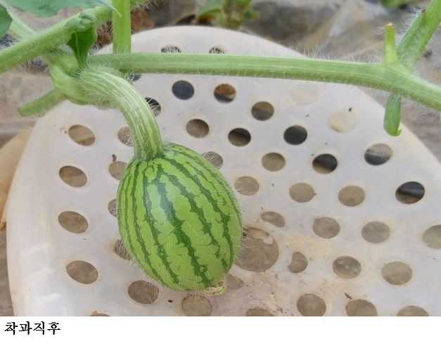 [한국농어민뉴스] 겨울수박 착과기 돌입…저온 대비 수정 관리 철저 당부