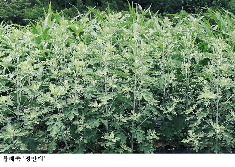 [한국농어민뉴스] 약용작물 종자 신청 시작, 기관별 공급 시기·가격 확인하세요