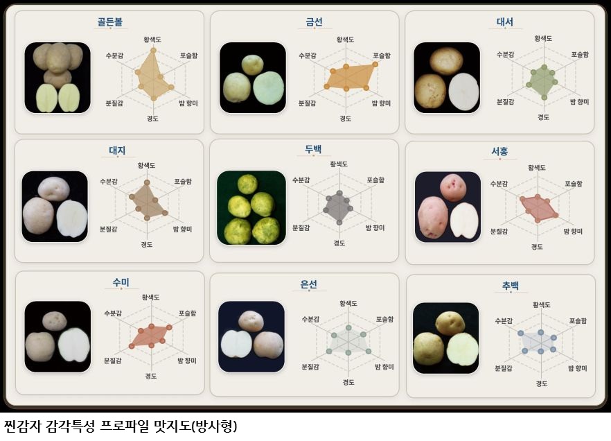 찐감자 맛 품종 따라 달라…‘밤맛·포슬함’ 강한 금선·은선 소비자 선호