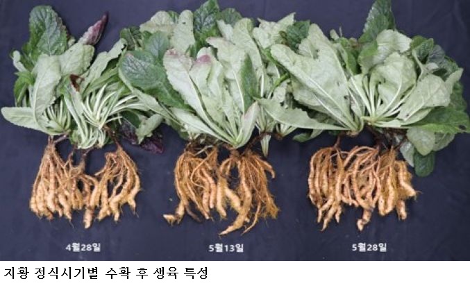 지황 정식 시기 변경 효과 입증…충남농업기술원 “5월 하순 정식 수량 31% 증가”