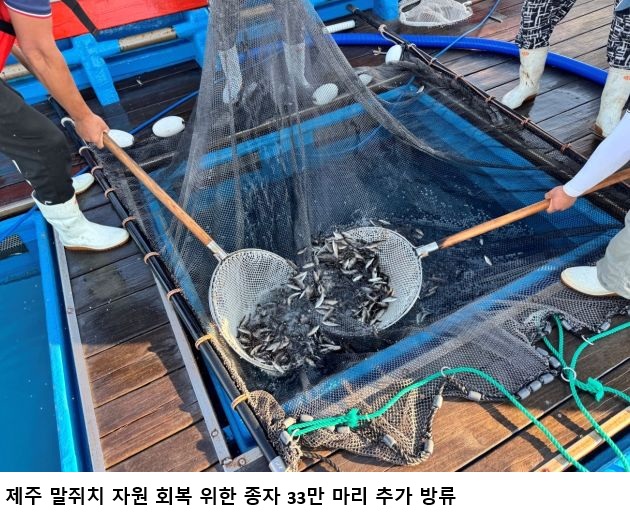 제주 말쥐치 33만 마리 추가 방류…유전자 분석서 방류 개체 29% 확인