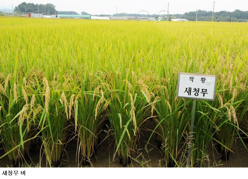 전남광주농기원 육성, ‘새청무’ 벼 고온·집중호우에도 수량·품질 안정