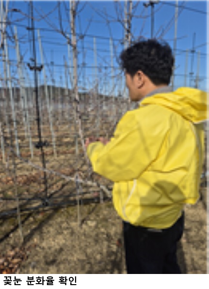 [한국농어민뉴스] 사과 꽃눈분화율 품종별 차이 커, 가지치기 전 확인