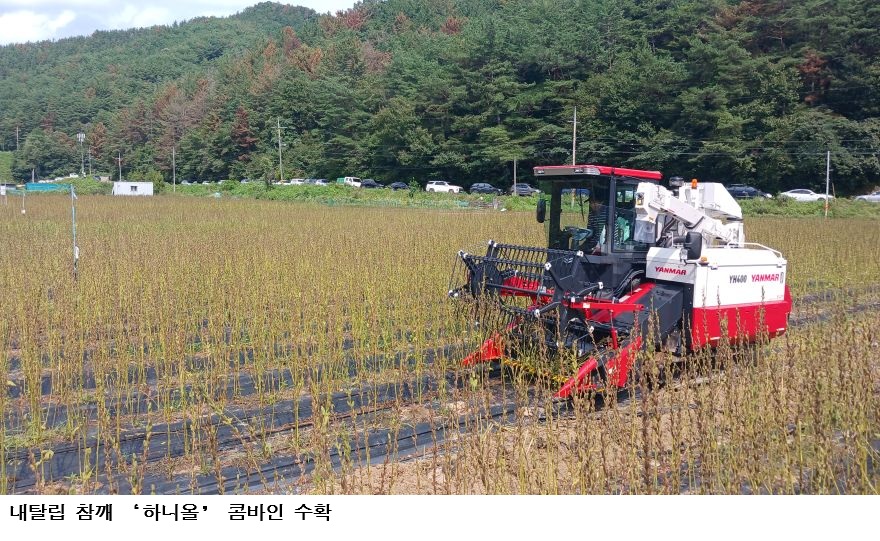 내탈립 참깨 ‘하니올’ 콤바인 수확…노동력 99%·비용 74% 절감