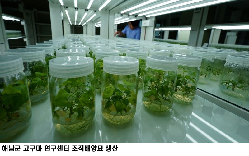 해남군 고구마 ‘호풍미’ 재배면적 확대…기후변화 대응 품종으로 급부상