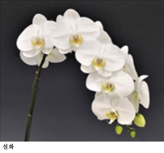 [한국농어민뉴스] 봄빛 난(蘭), ‘팔레놉시스·심비디움’ 유망 품종 공개