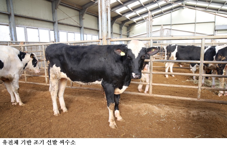 젖소 씨수소 유전체 기반 조기 선발 확대…선발기간 5.5년→1년 단축