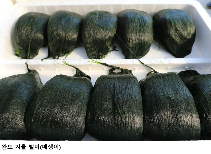 [한국농어민뉴스] 완도의 겨울 별미로 미식 여행 즐기세요!