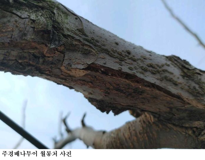 [한국농어민뉴스]  과수원 월동 해충 방제 2월 말 적기