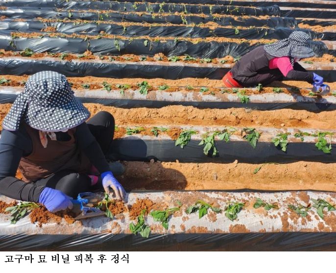 고구마 안정 생산하려면 아주심기 전후 관리가 핵심