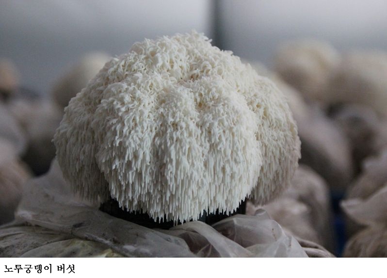 [한국농어민뉴스] 전남도, 2월 친환경농수산물에 여수 ‘유기농 노루궁뎅이버섯’