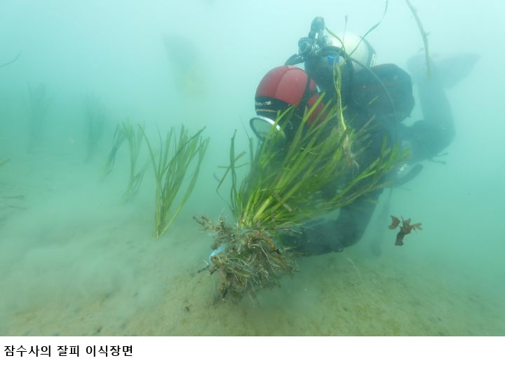 완도 신규 바다숲 조성 본격화…고금·소안에 23억 투입, 블루카본·해양치유 기대