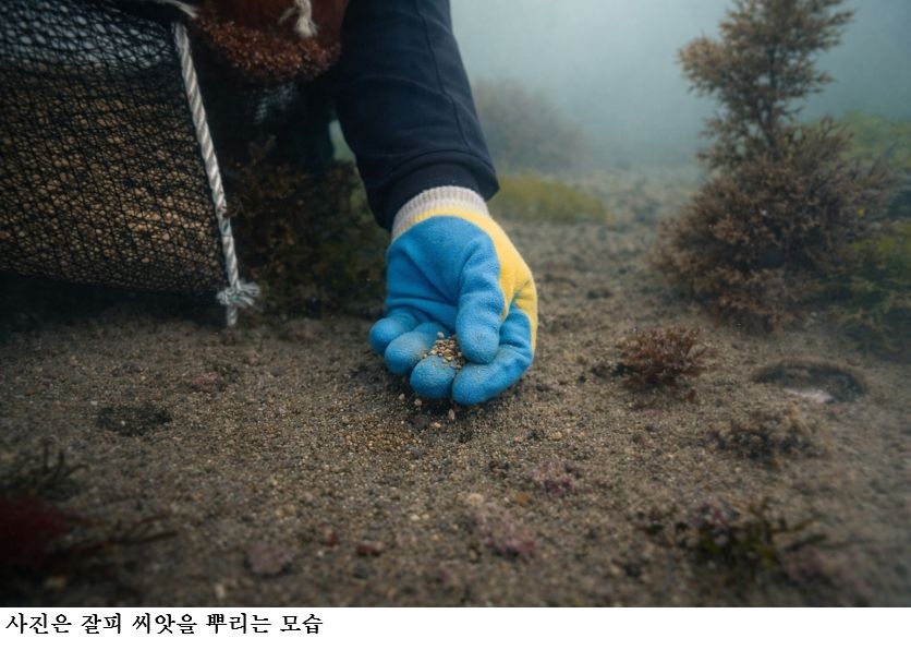 [한국농어민뉴스] 완도군, 기후변화 대응 ‘블루카본 잘피 숲’ 조성