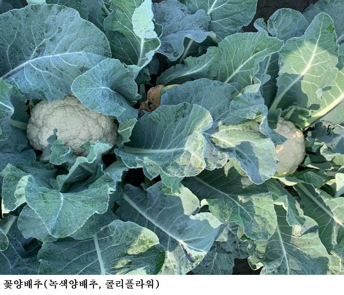 [한국농어민뉴스] 식물 신품종보호 출원 1만 4천 건 넘었다