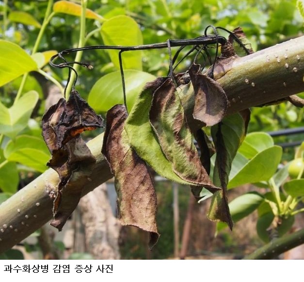 과수화상병 국산 방제약제 개발 길 열린다…식물방역법 개정 27일 공포