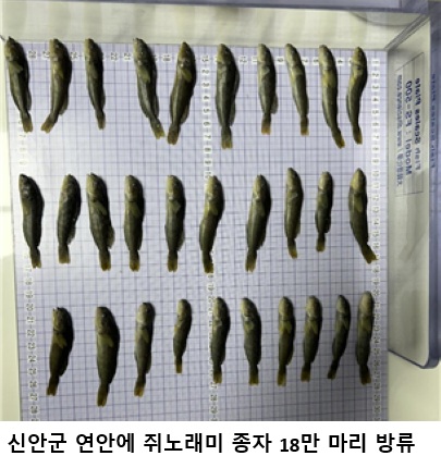 신안군 쥐노래미 18만 마리 방류…수산자원 회복·어가소득 증대 기대