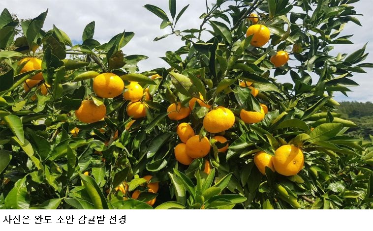 완도 소안도 감귤 본격 출하…해풍 맞고 자란 고당도 감귤 150톤 생산 전망