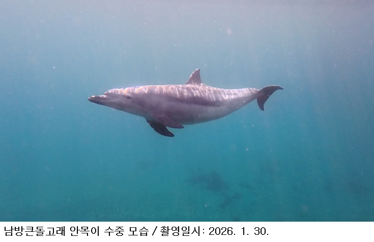 [한국농어민뉴스] 남방큰돌고래 동해안에서 첫 확인