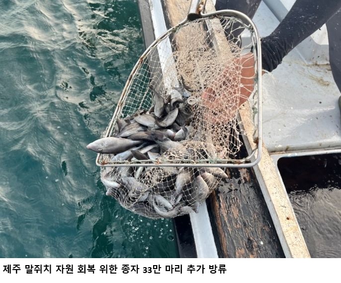 제주 말쥐치 33만 마리 추가 방류…유전자 분석서 방류 개체 29% 확인