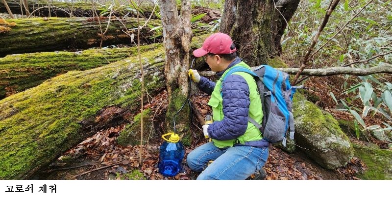 [한국농어민뉴스] 고로쇠 수액 채취 작업 시작