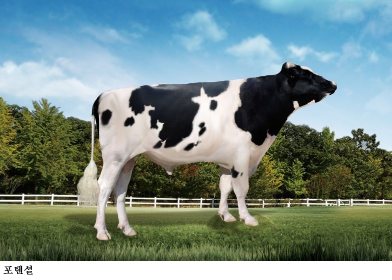 [한국농어민뉴스] 젖소 혈통 정확성 향상…젖소 씨수소 친자감정 유전자 정보 제공