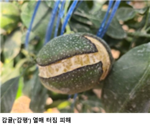 감귤 열과 피해 비상…농촌진흥청, 제주서 대응 심포지엄 개최
