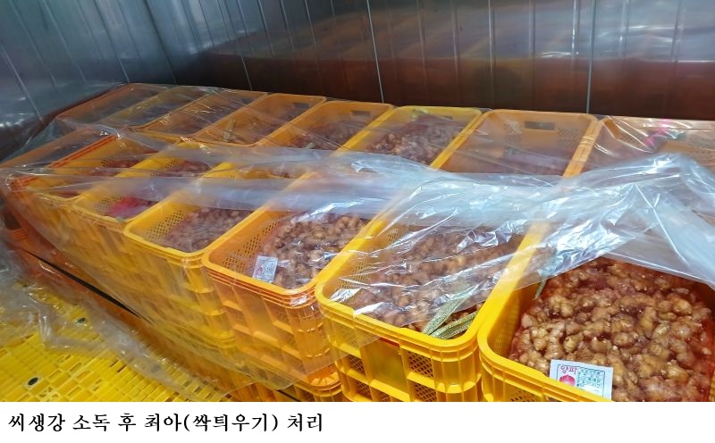 생강 정식 전 씨생강 관리 중요…뿌리썩음병 예방이 안정생산 좌우