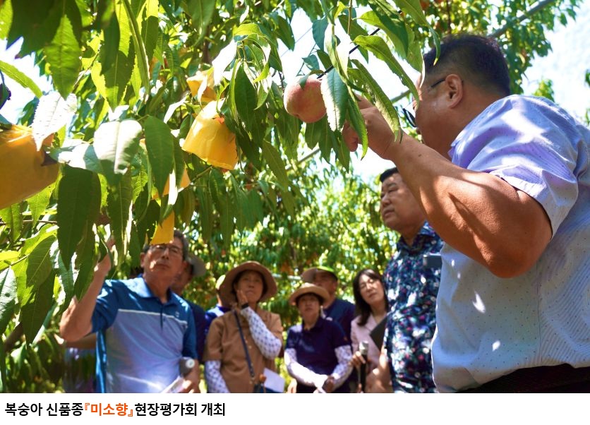 경북도 육성 복숭아‘미소향’현장평가회 개최