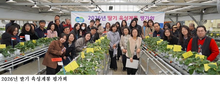 꽃 솎기가 필요 없는 딸기 개발. 수확량도 15% 늘어