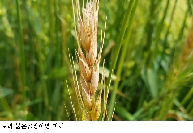 전남 맥류 붉은곰팡이병 비상…개화기 방제 시기·예방법 