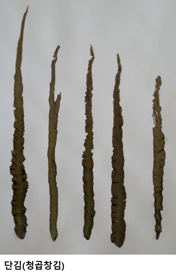 해수부, 불법 단김 양식 근절 나선다…“청곱창김 식품원료 사용 불가”