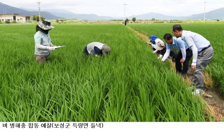 전남광주농기원, 벼 도열병 위기단계 '주의' 격상…7월20일~8월15일 집중 방제 총력