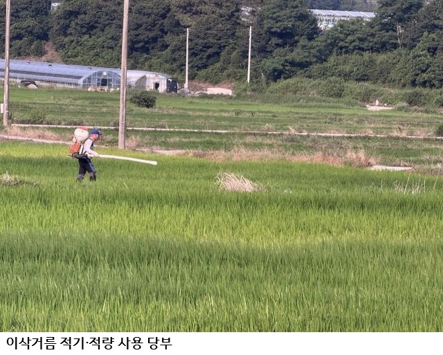 강진군, 벼 이삭거름 적기·적량 시용 당부…도열병 예방·쌀 품질 향상