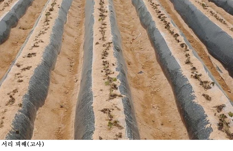 고구마 안정 생산하려면 아주심기 전후 관리가 핵심