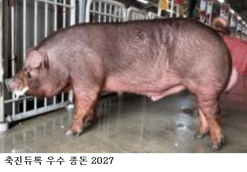 축진듀록 우수 종돈 선정…농촌진흥청, 돼지개량 네트워크 성과 확대
