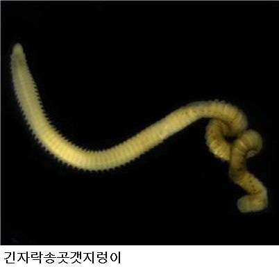 국립수산과학원, 갯지렁이 20년 연구자료 공개…양식장 오염 진단에 활용